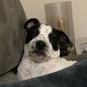 Meet your Posher, Josh